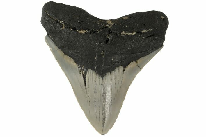 Serrated, Fossil Megalodon Tooth - North Carolina #183333